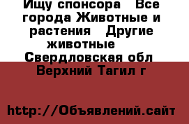 Ищу спонсора - Все города Животные и растения » Другие животные   . Свердловская обл.,Верхний Тагил г.